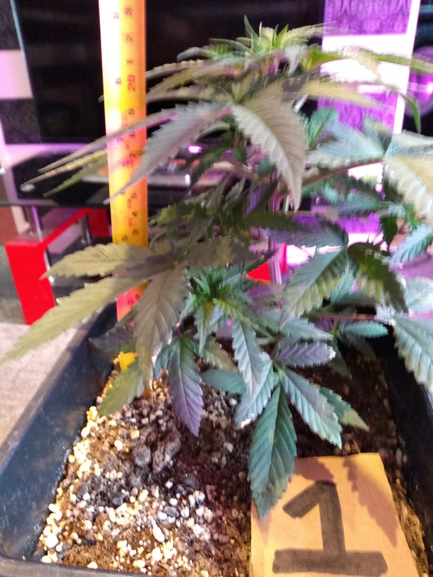 New grower   mistakes have been made 9