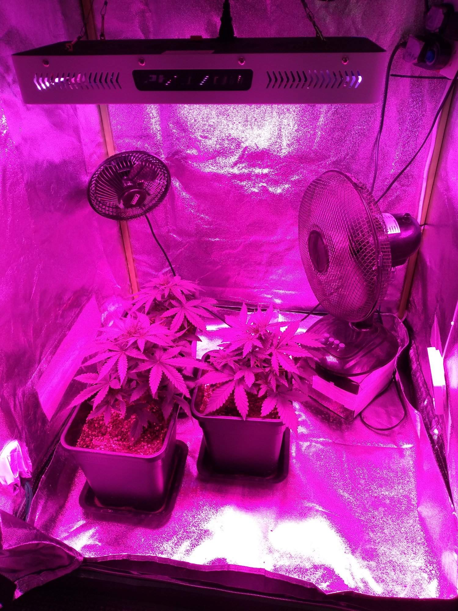New grower   mistakes have been made