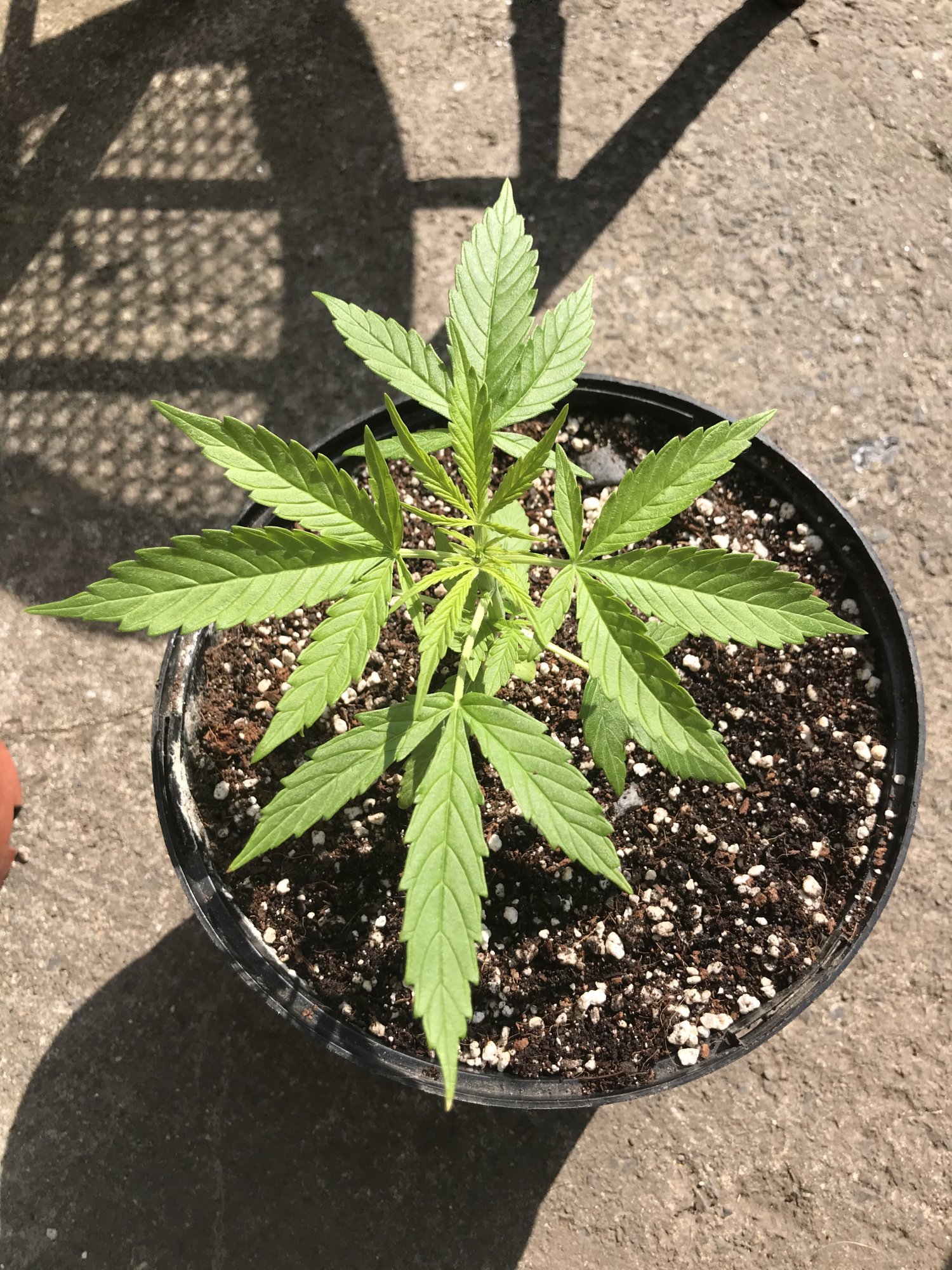 New grower  my second grow two different plants cant tell which is which