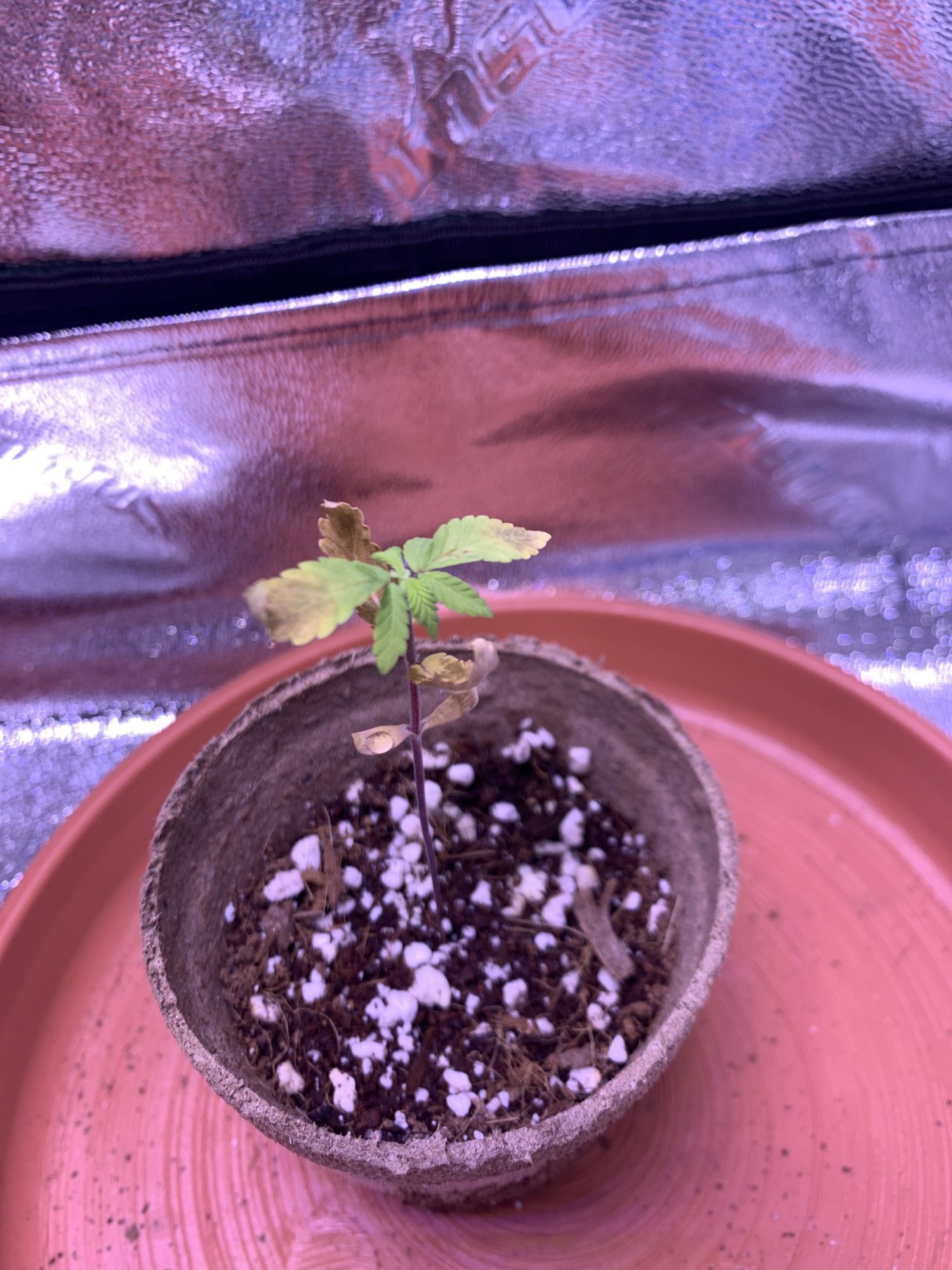 New grower need a little help and input 2