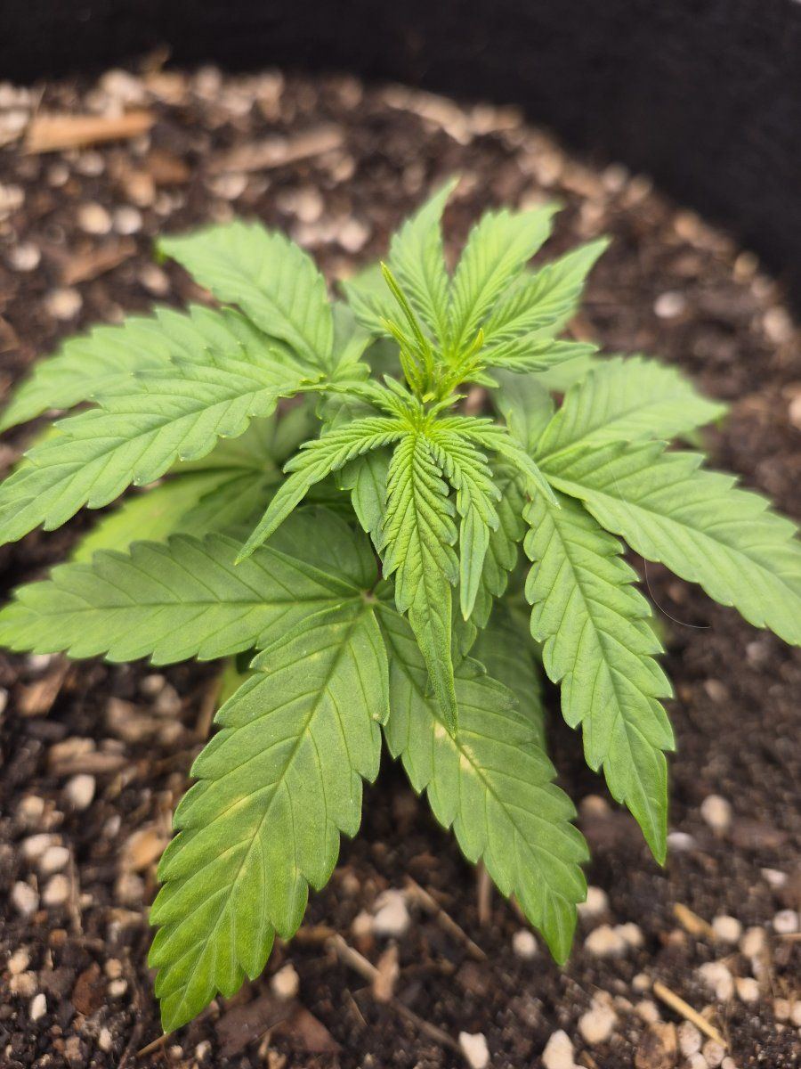 New grower need advice please 4