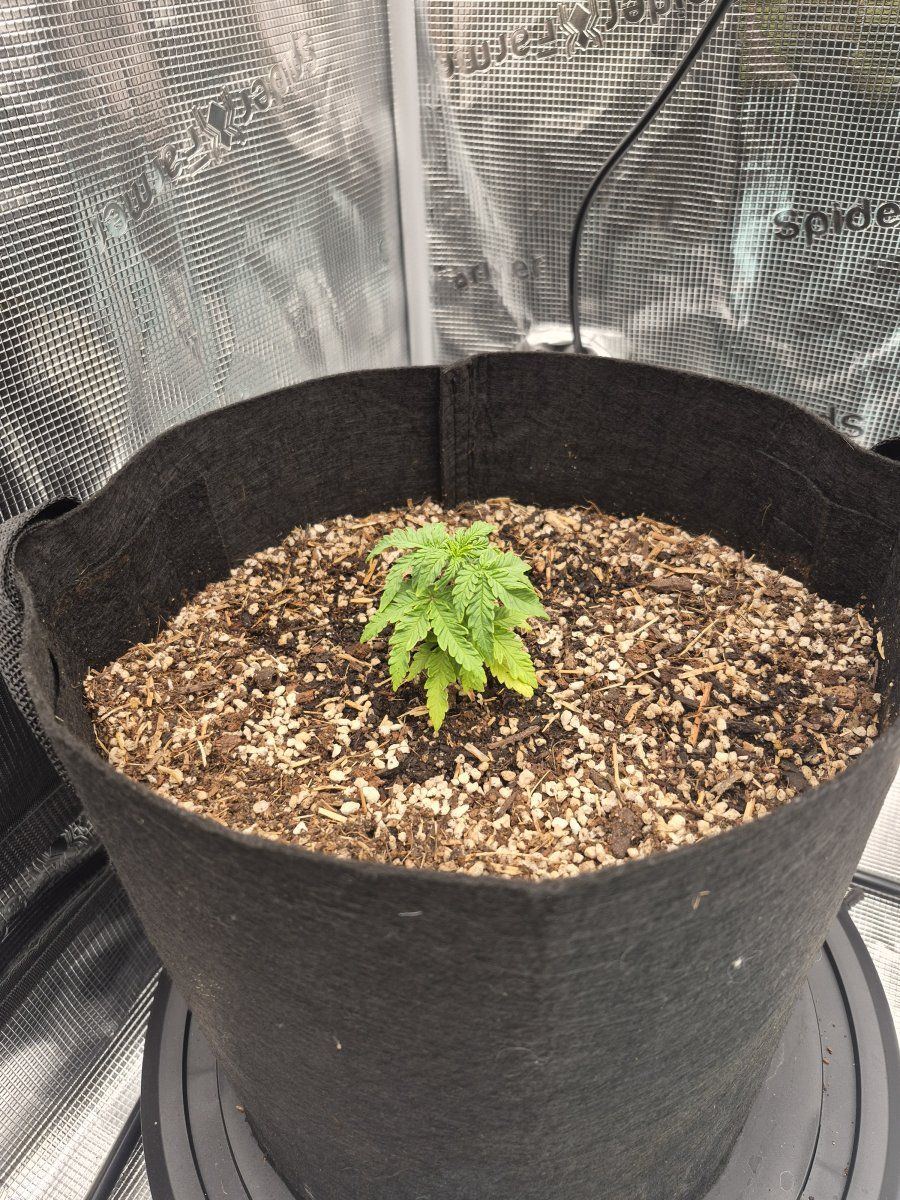 New grower need advice please 5