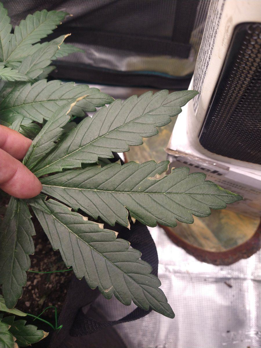New grower need help please 3