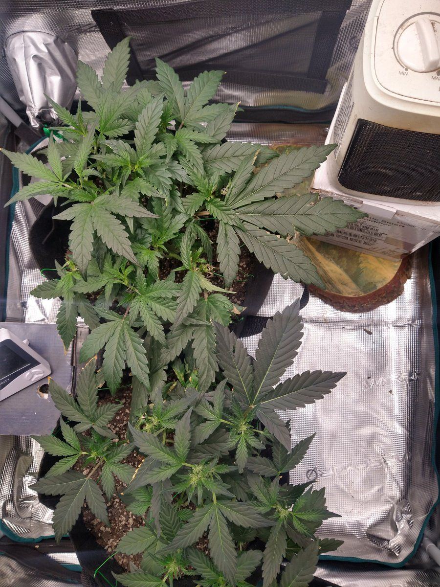 New grower need help please 4