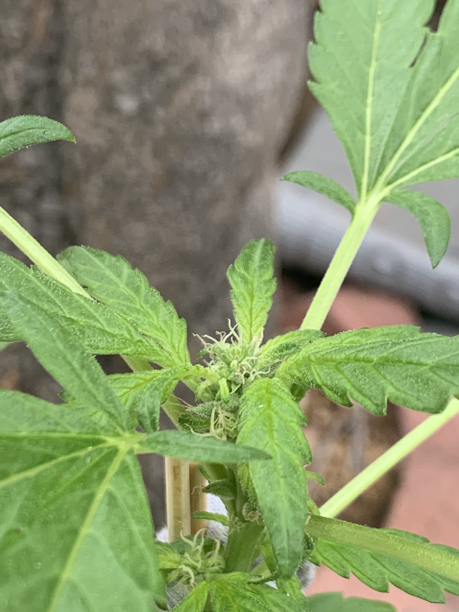 New grower need help with first plant 2