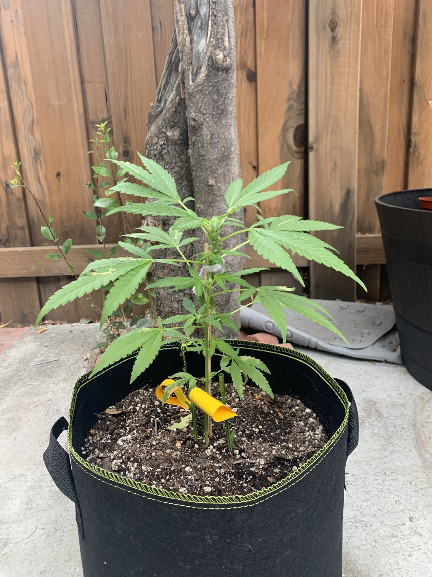 New grower need help with first plant