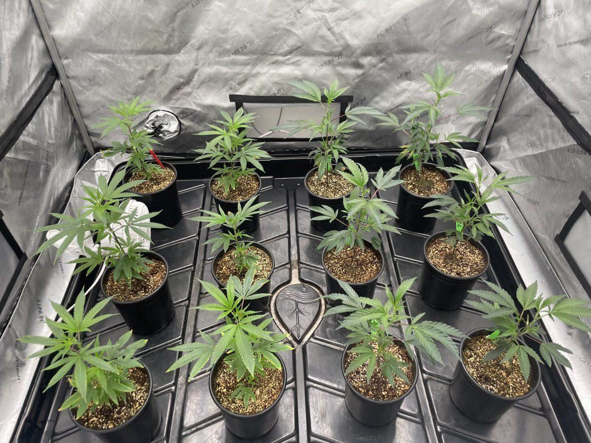 New grower need help with foilar feeding and ipm