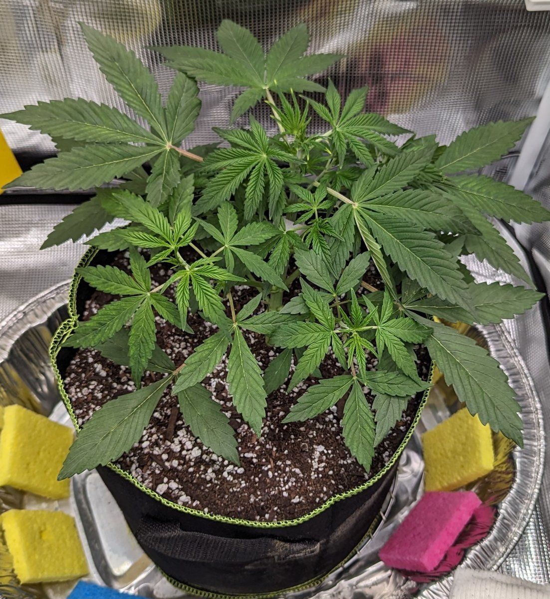 New grower need help with high humidity