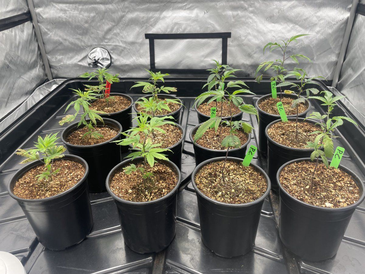 New grower need help with sad clones 2