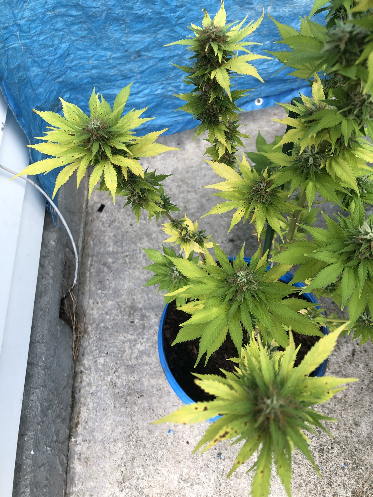 New grower need some guidance 2