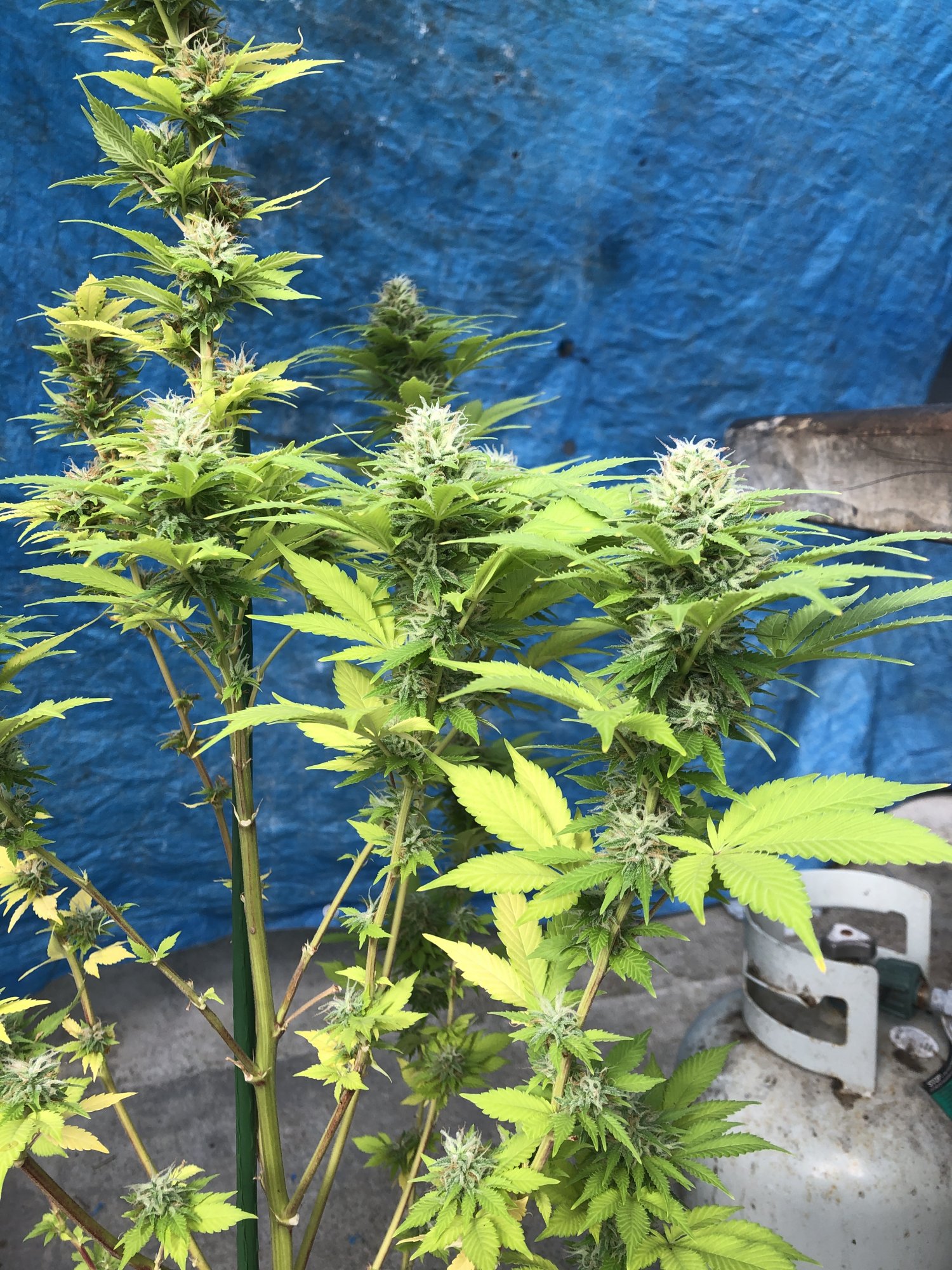 New grower need some guidance 3