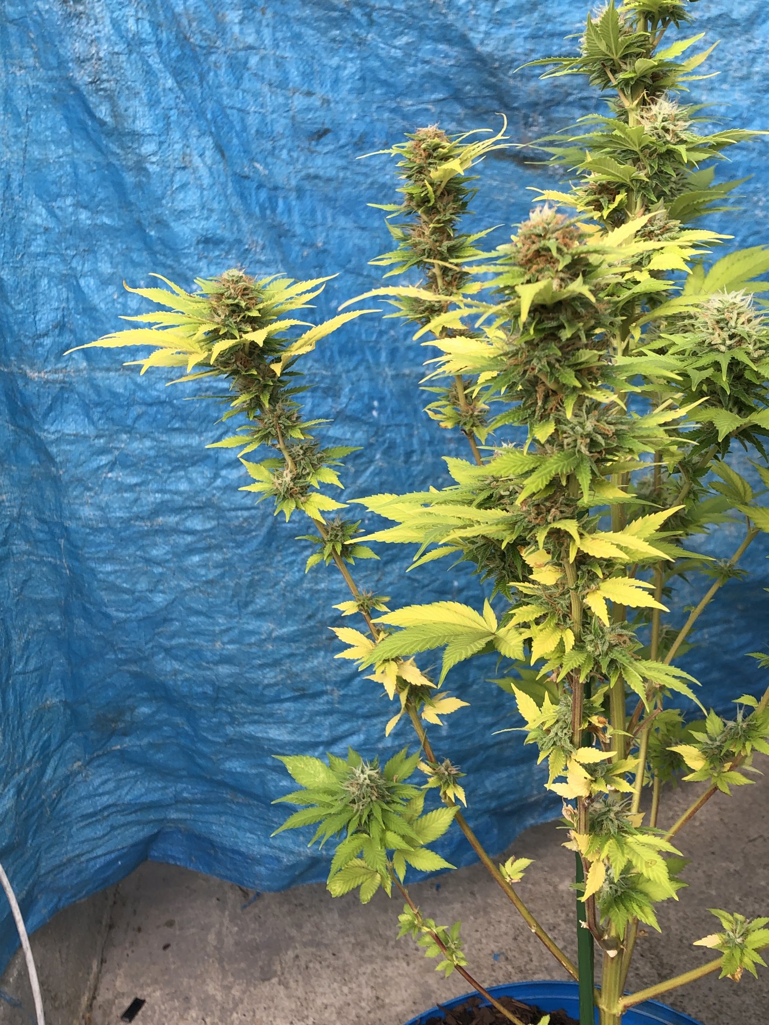 New grower need some guidance