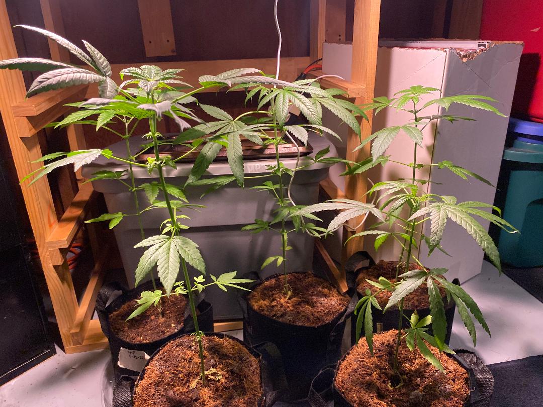 New grower need tips and help please