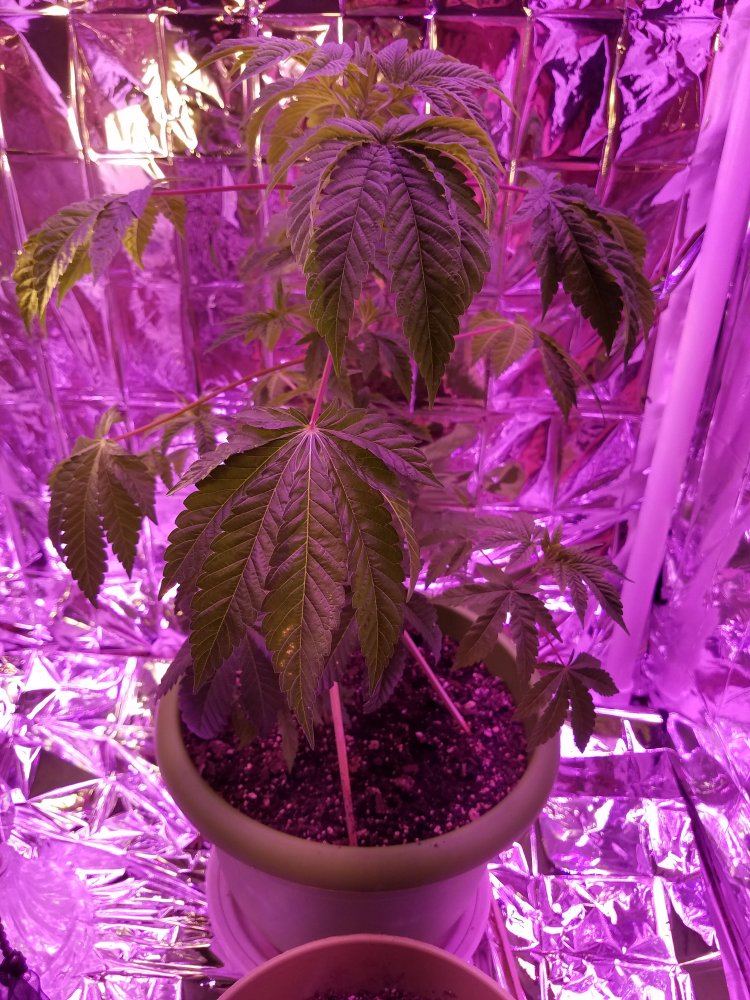 New grower needs help please
