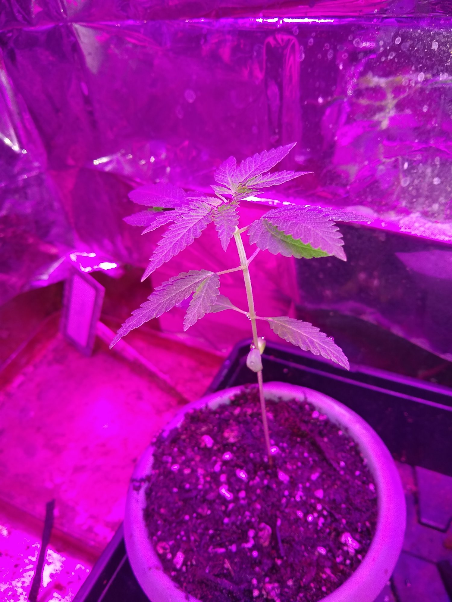 New grower needs some help 3