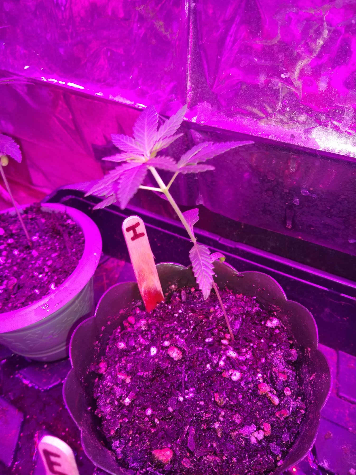 New grower needs some help 4