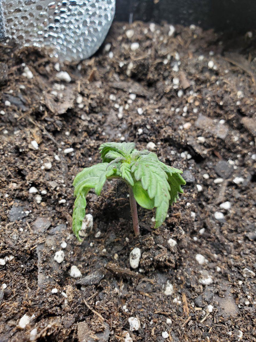 New grower not sure what im doing wrong how do i save my girl 2