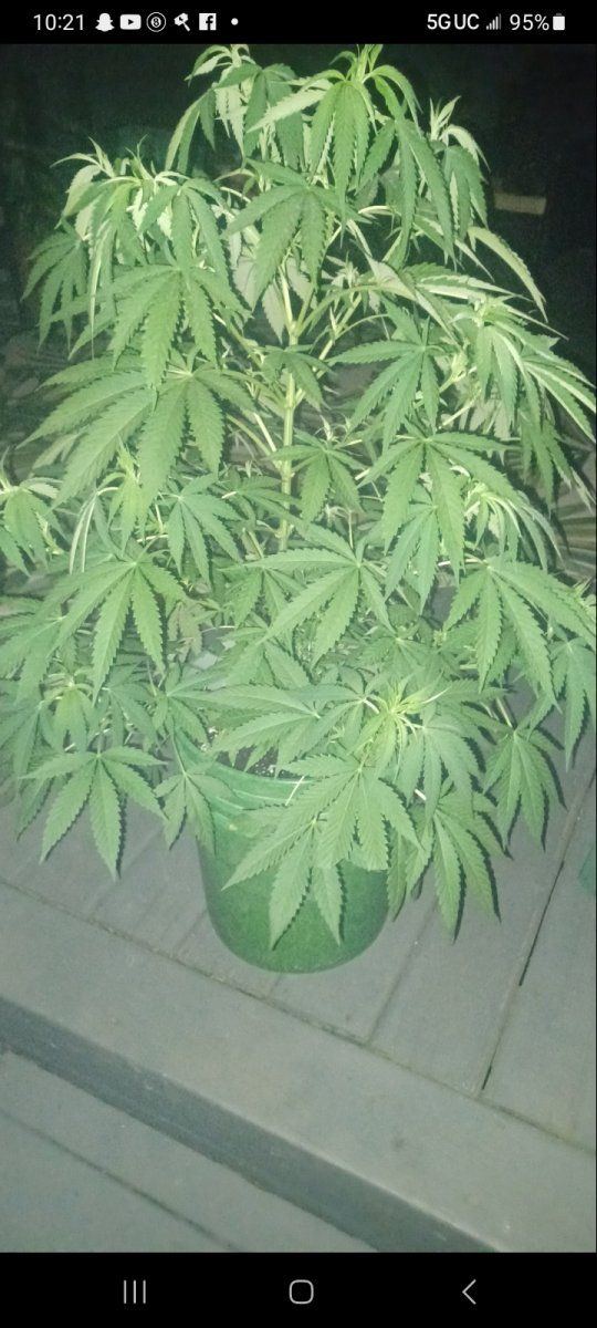 New grower outdoor need some pointers please 2