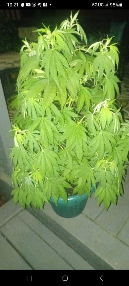 New grower outdoor need some pointers please 3