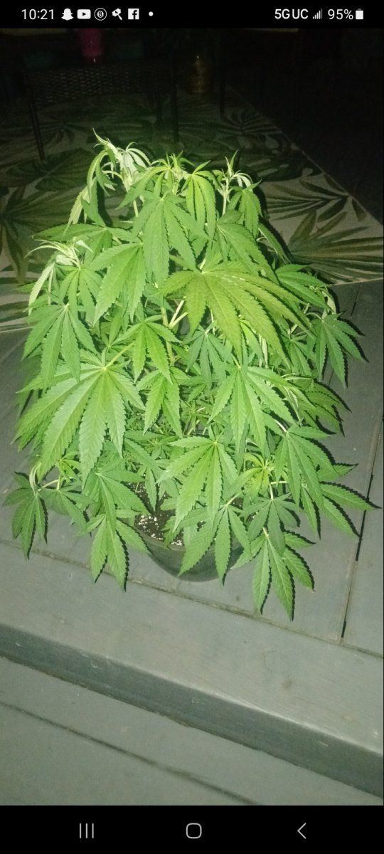 New grower outdoor need some pointers please