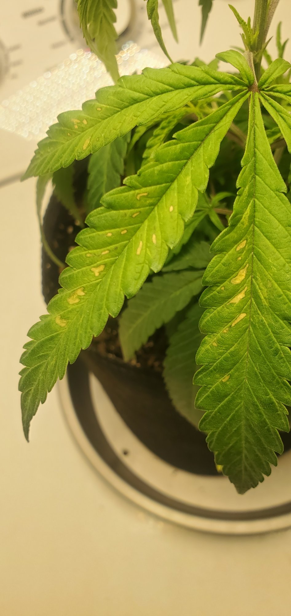 New grower please help me out