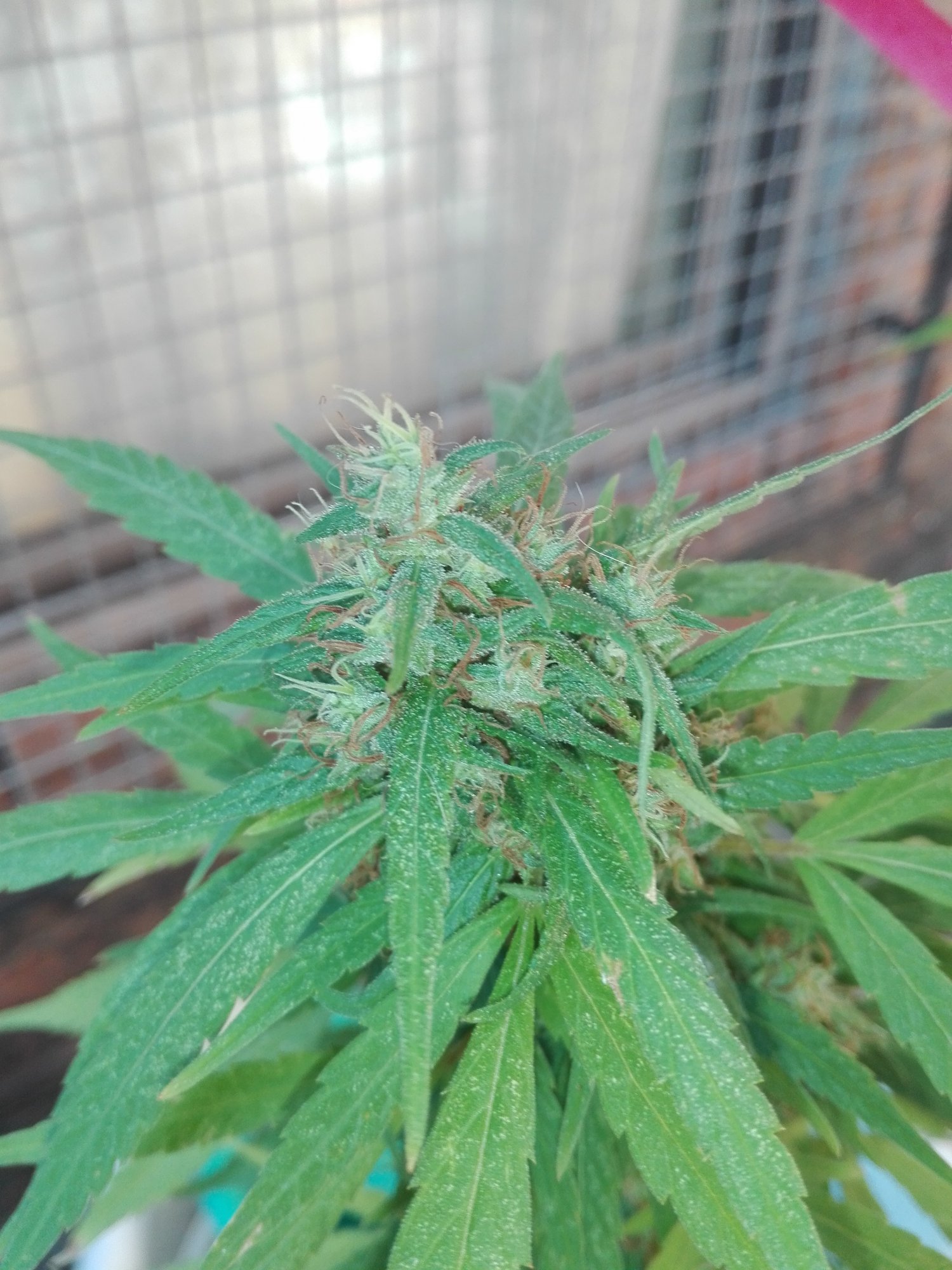 New grower   question harvest time 4