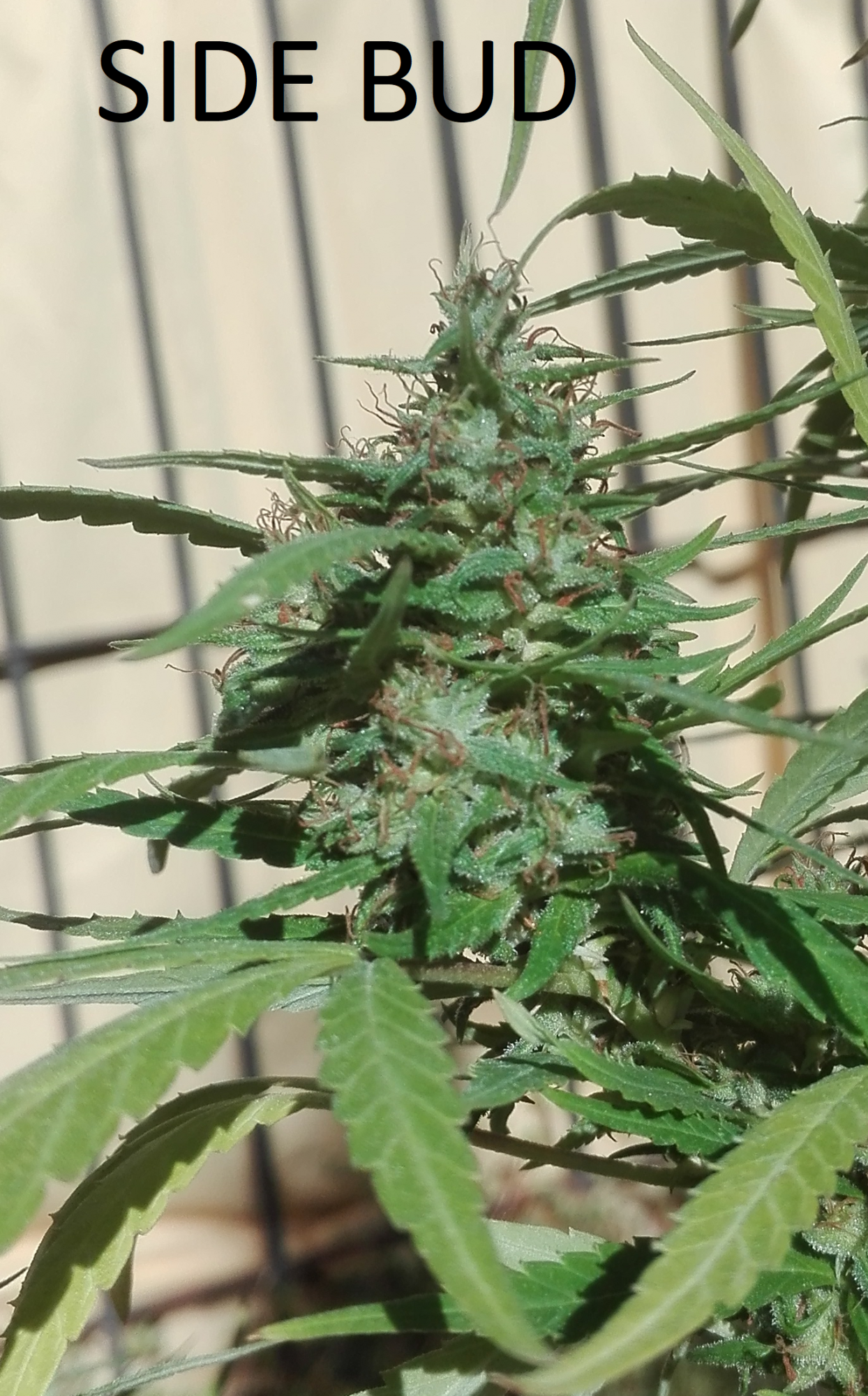 New grower   question harvest time