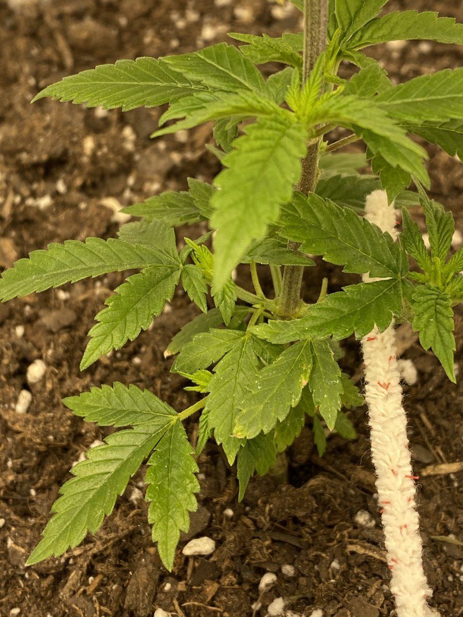New grower stems growing sideways and possible deficiency
