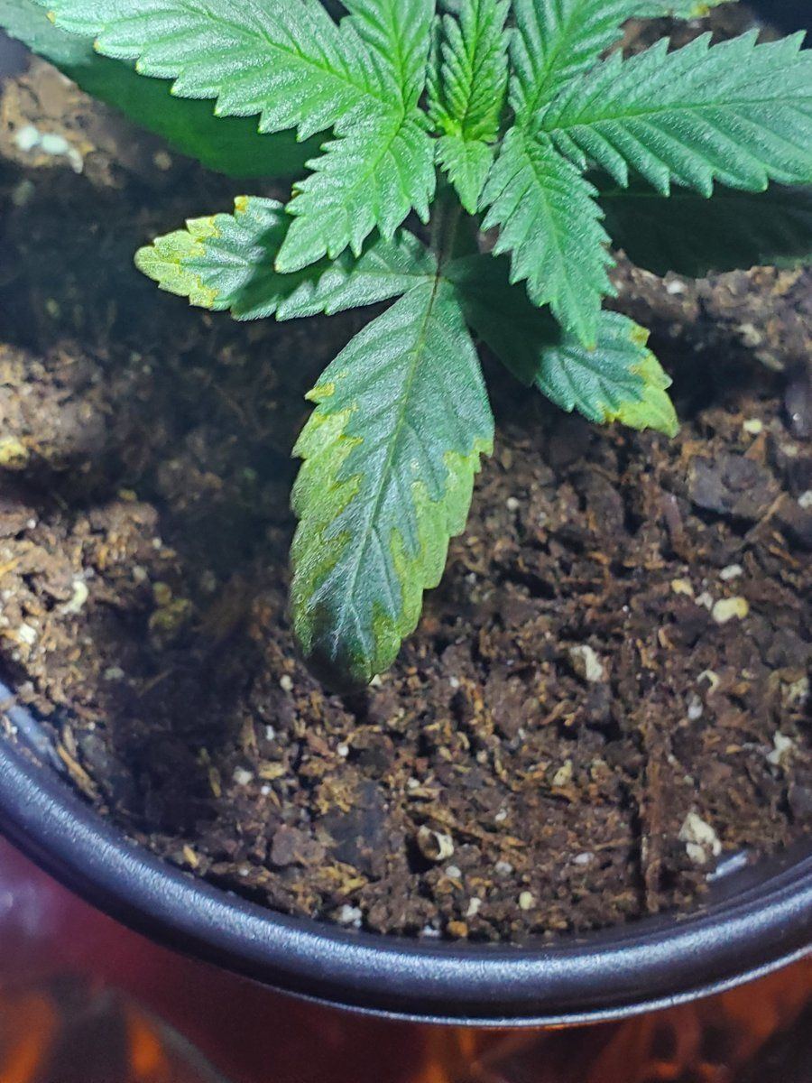 New grower trying to help my babies 3
