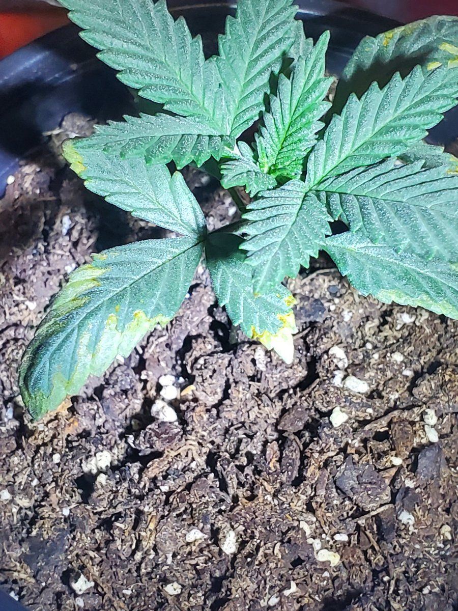 New grower trying to help my babies 5