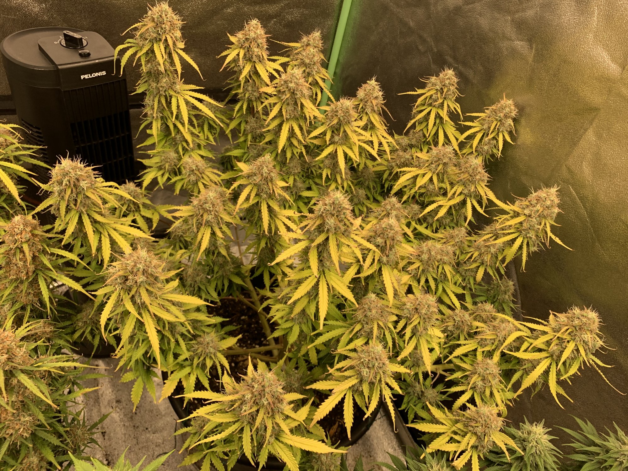 New grower using hlg quantum boards 16