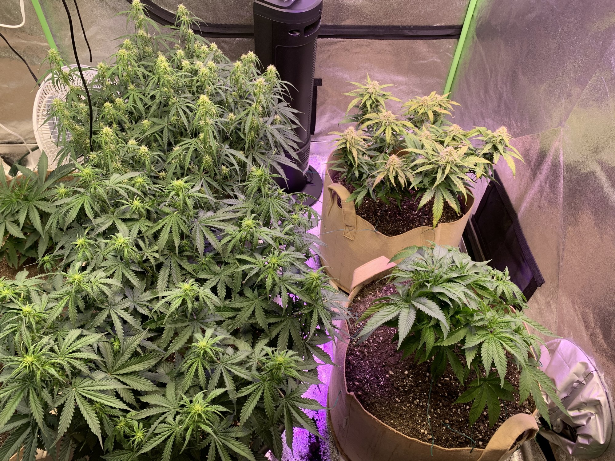 New grower using hlg quantum boards 3