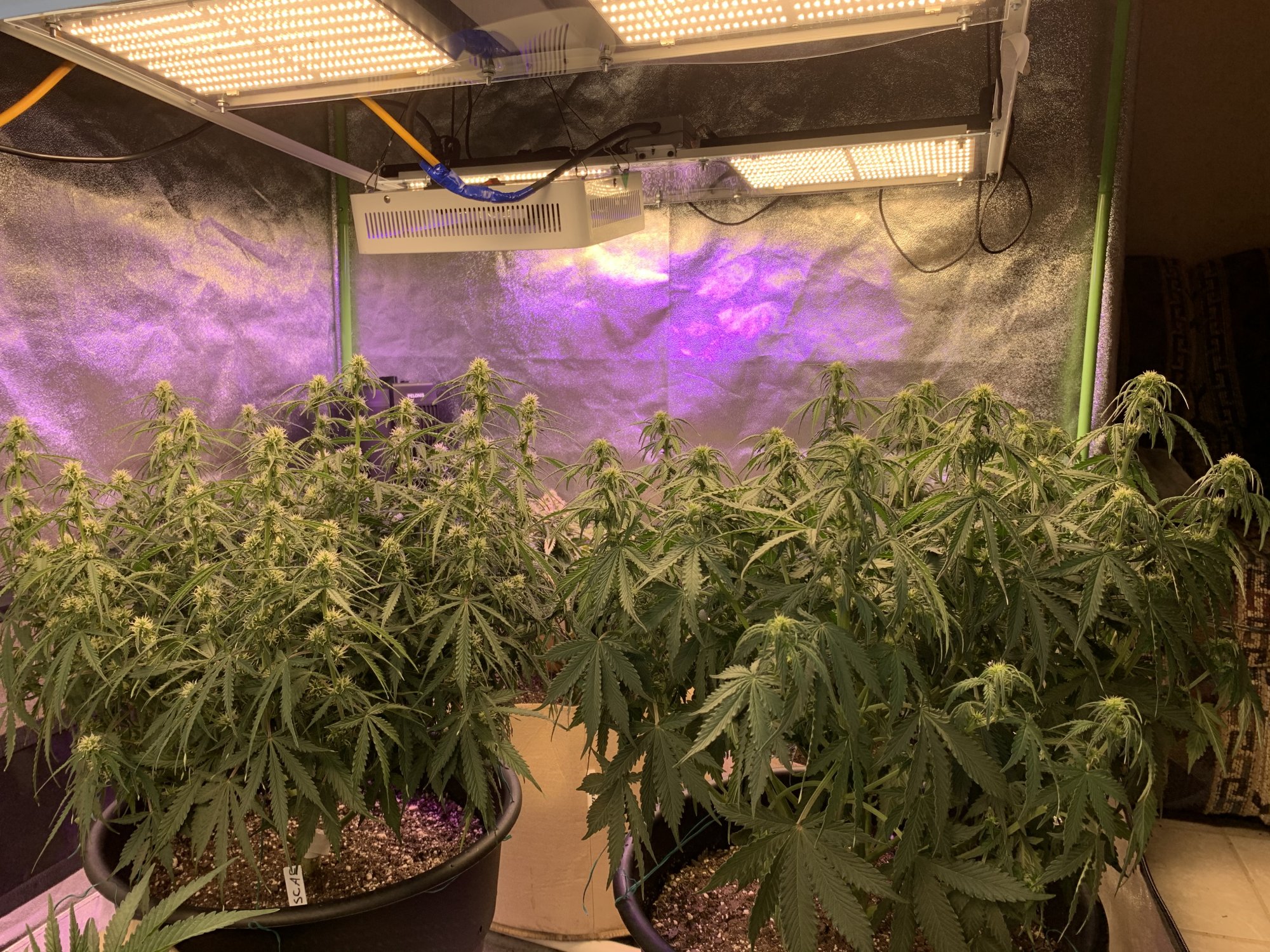 New grower using hlg quantum boards 4