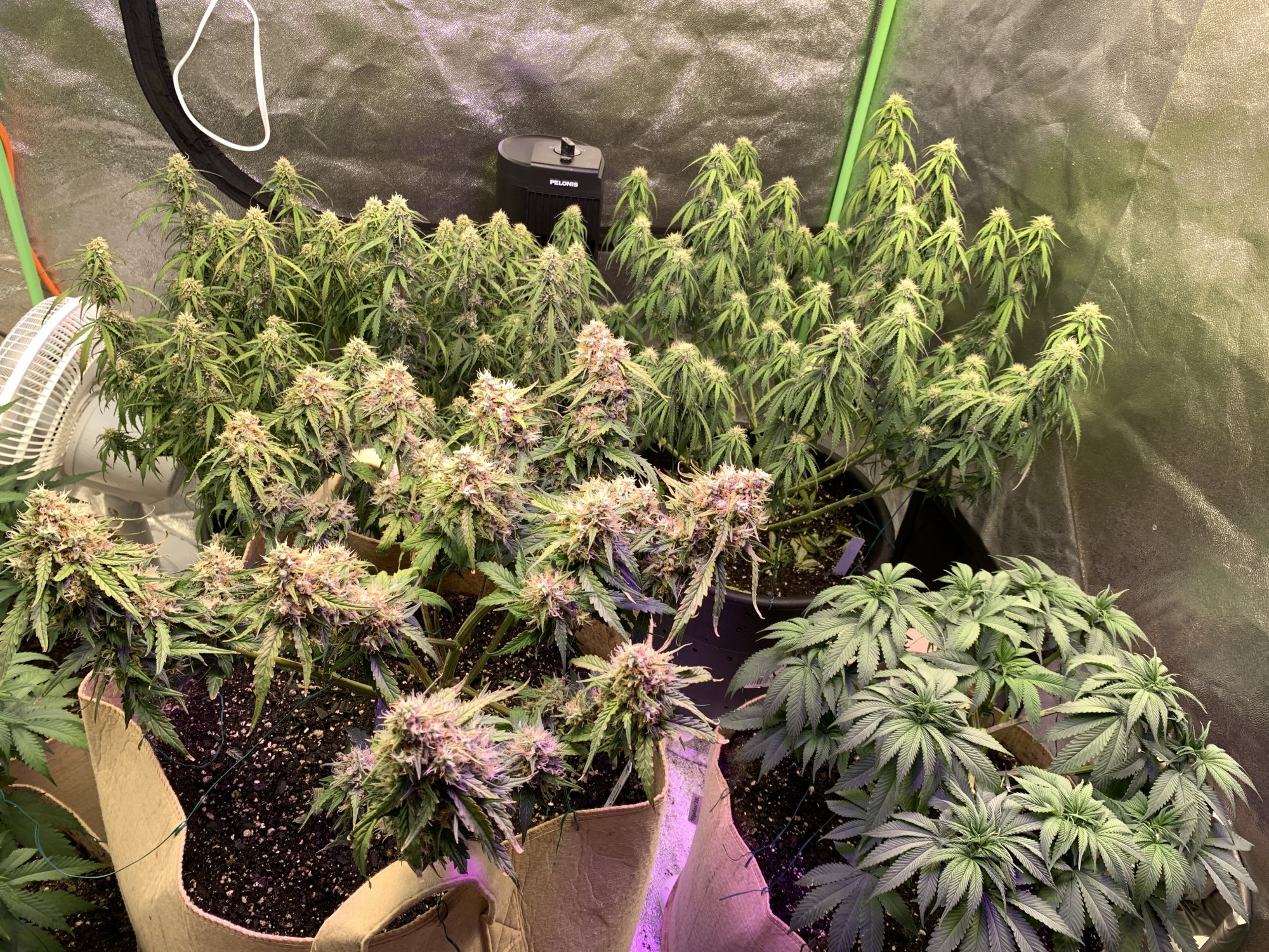 New grower using hlg quantum boards 9