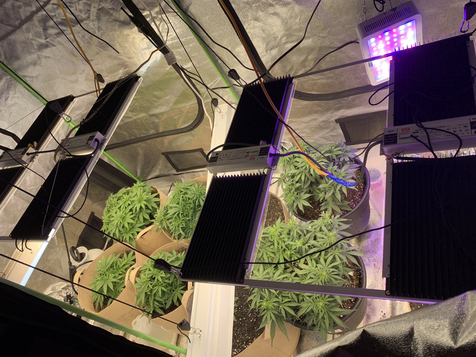 New grower using hlg quantum boards