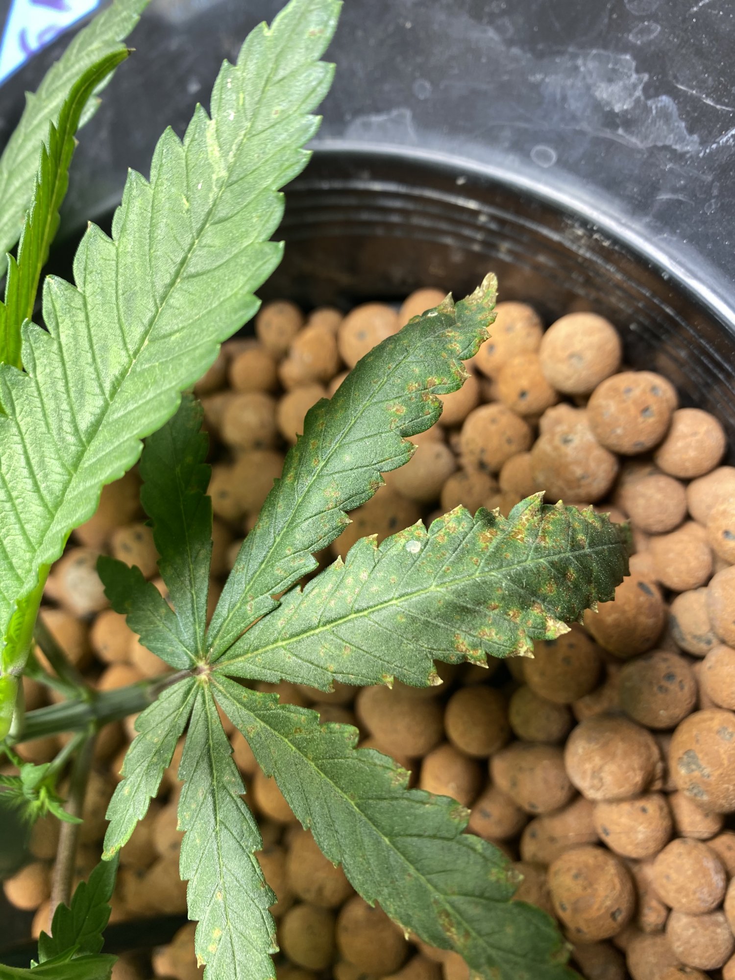 New grower with brown spots please help 3