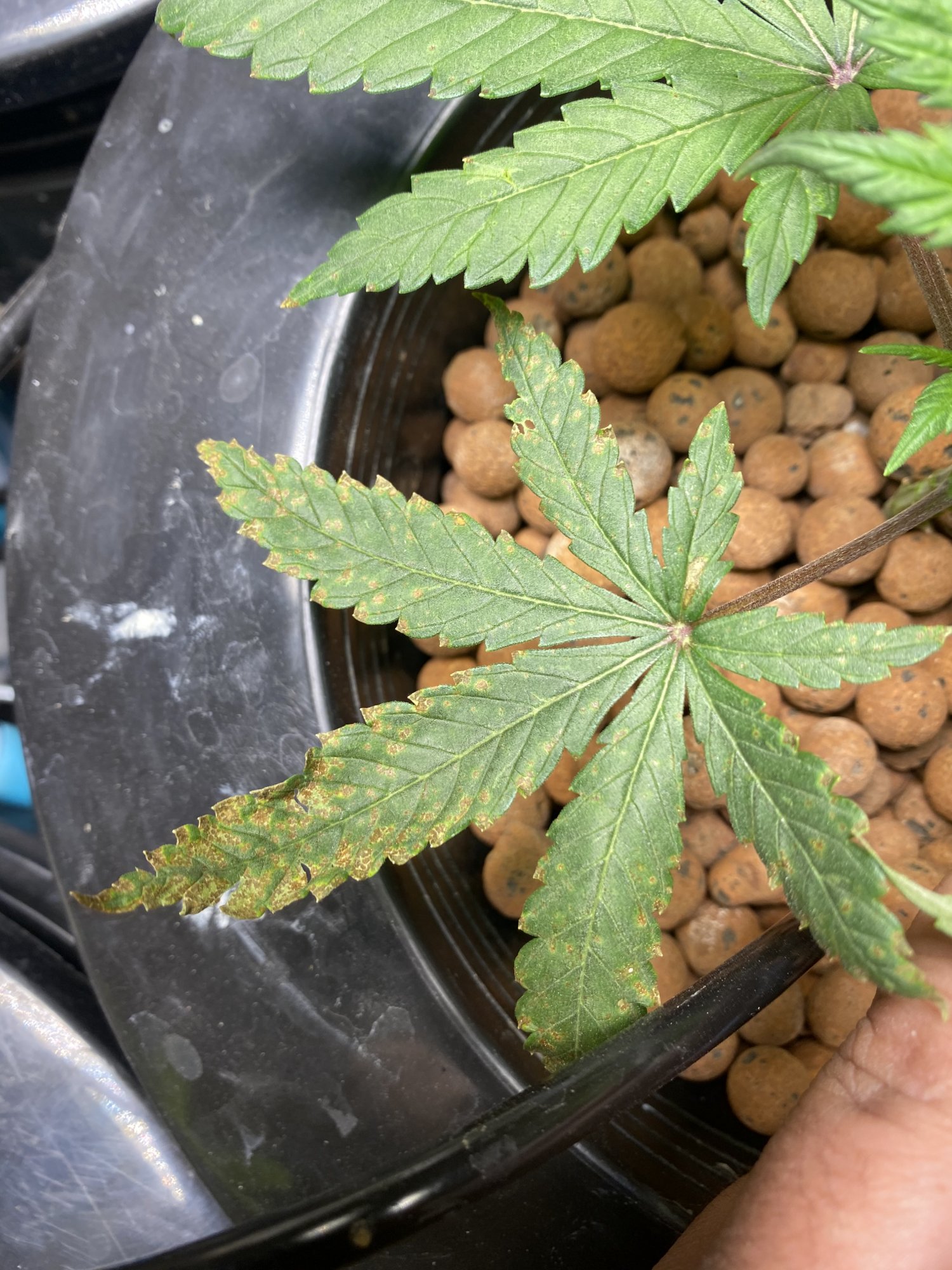 New grower with brown spots please help 4