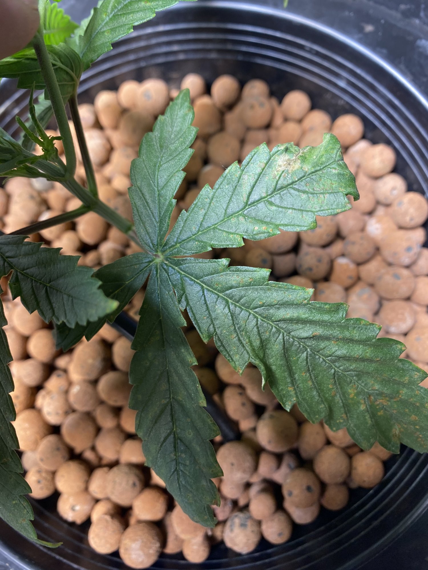 New grower with brown spots please help 5