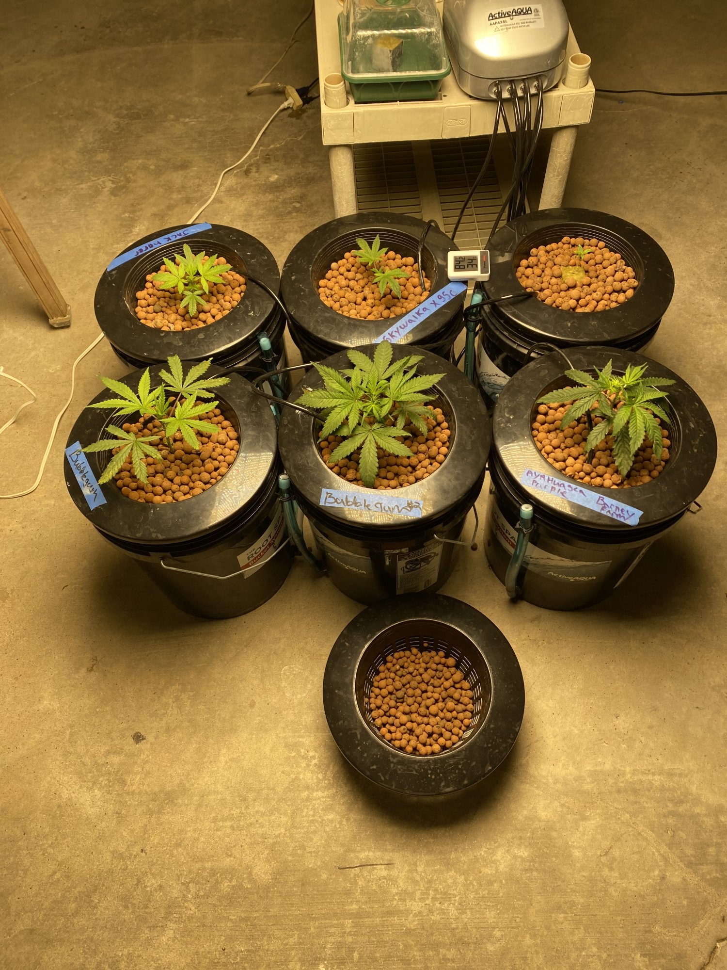 New grower with brown spots please help 6
