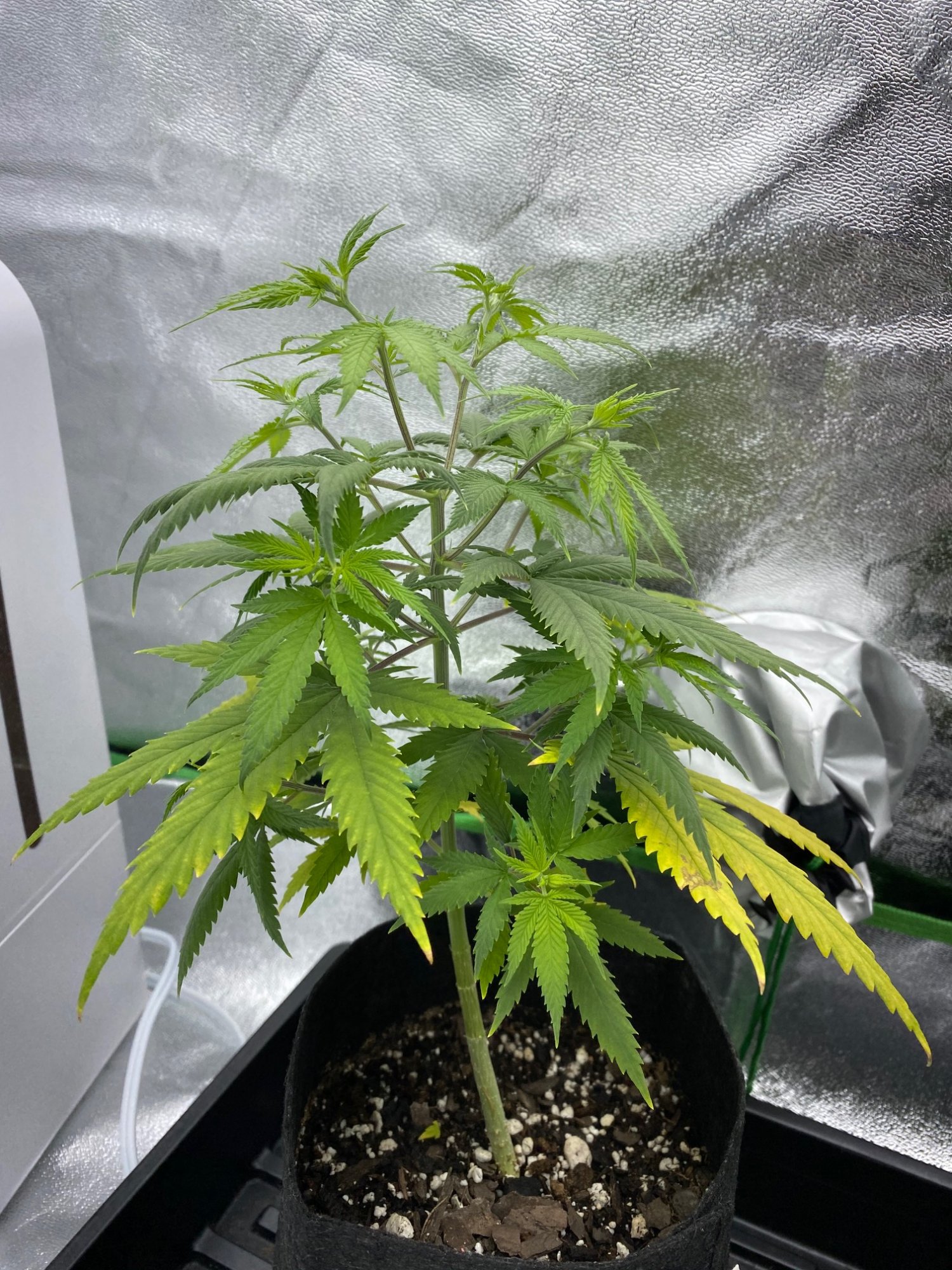 New grower with some problems help 3