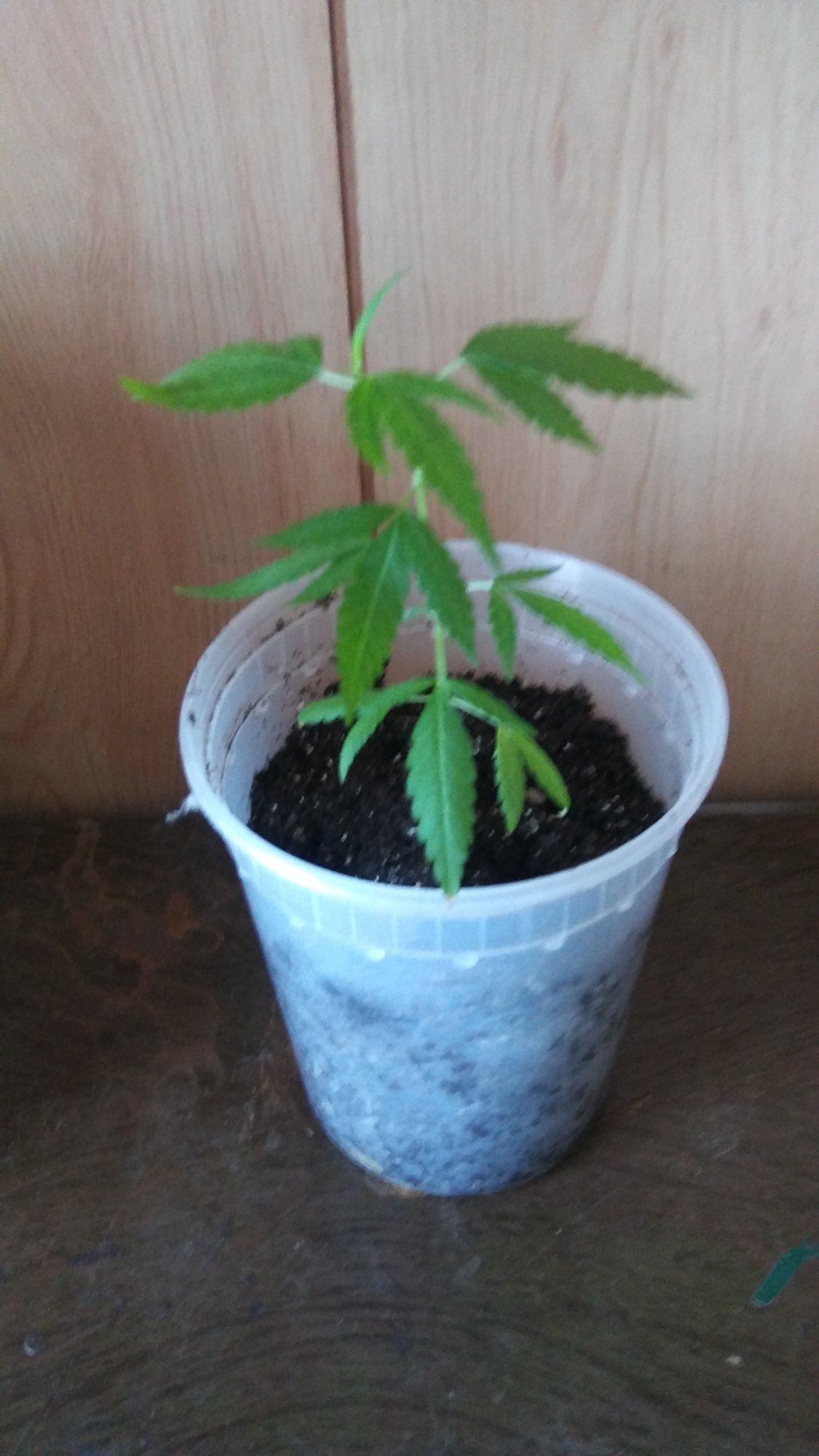 New grower would like tips 6 inch plant and 2 seeds given to me 3