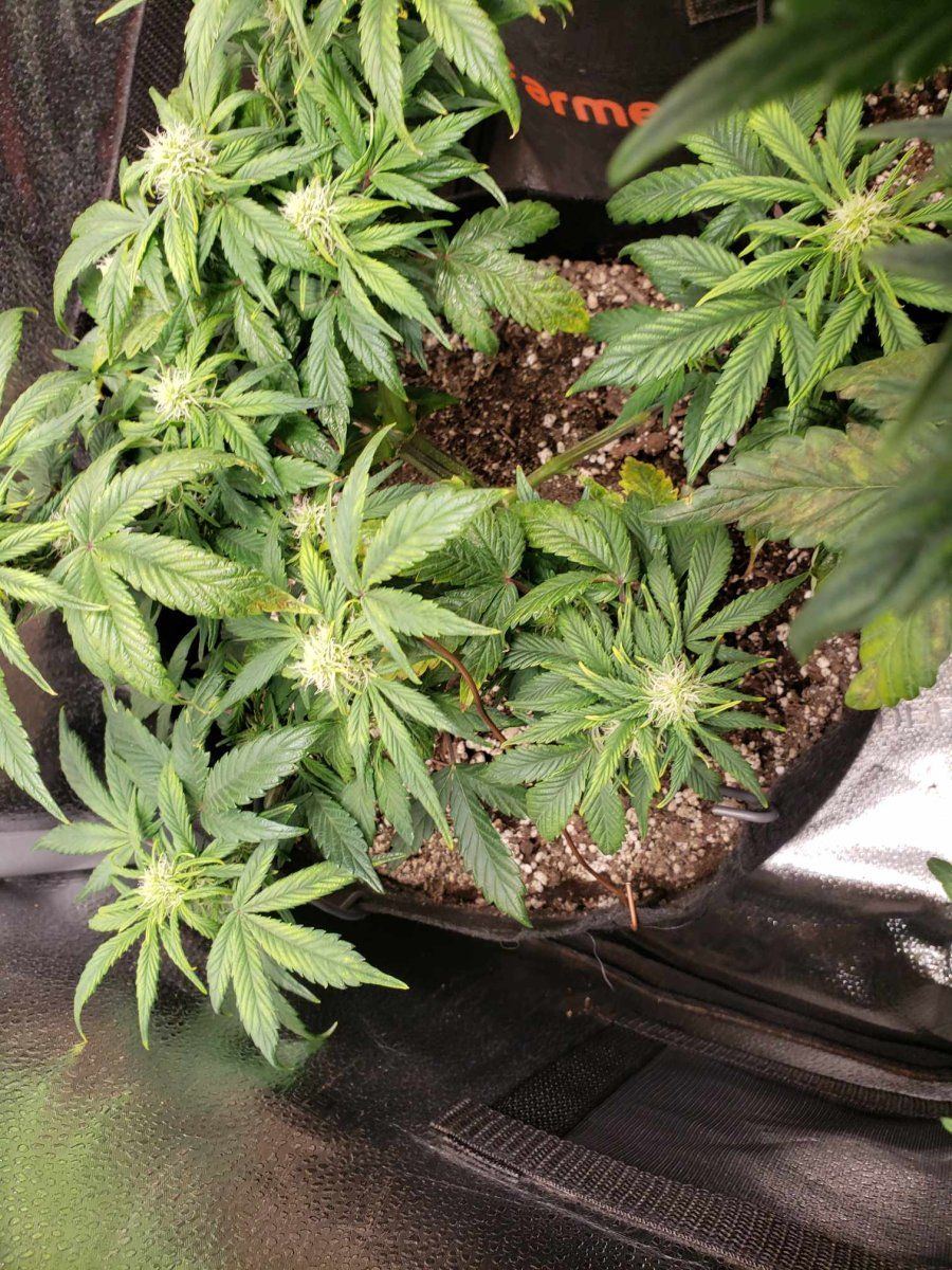 New grower   yellowing leaves brown spots 2