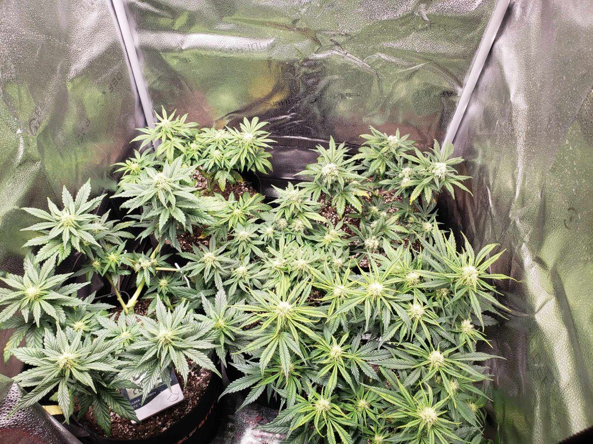 New grower   yellowing leaves brown spots 4