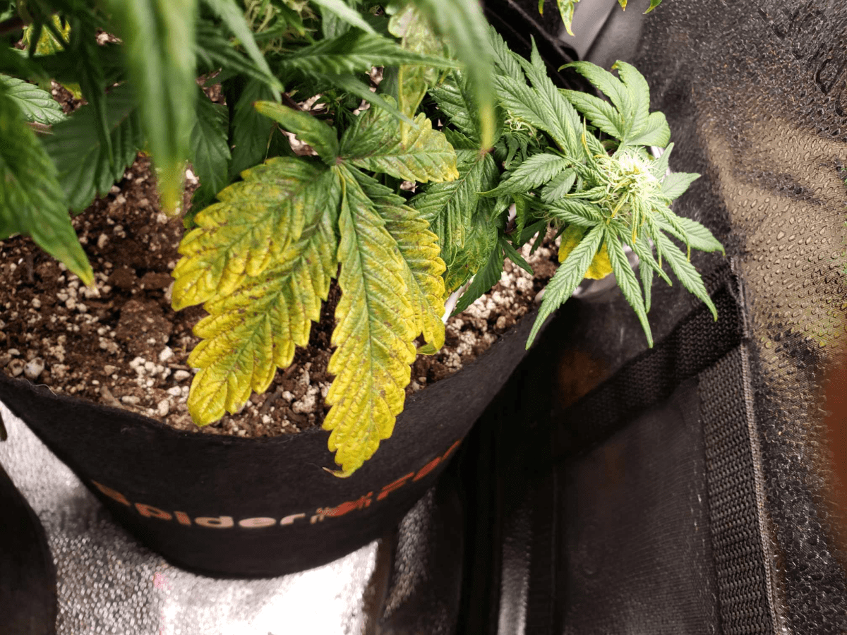 New grower   yellowing leaves brown spots