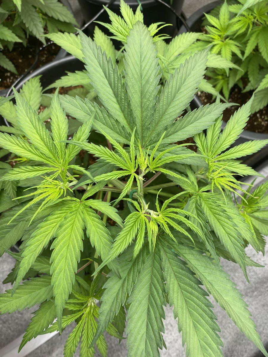 New growth help is it normal