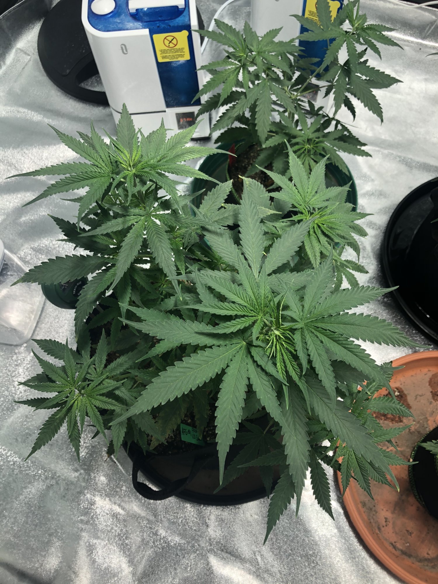 New growth is light green 2
