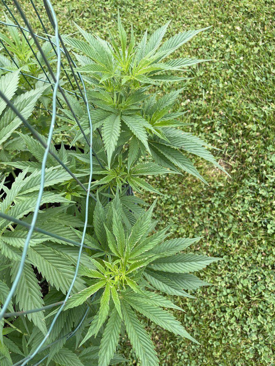 New growth issues on multiple plants 3