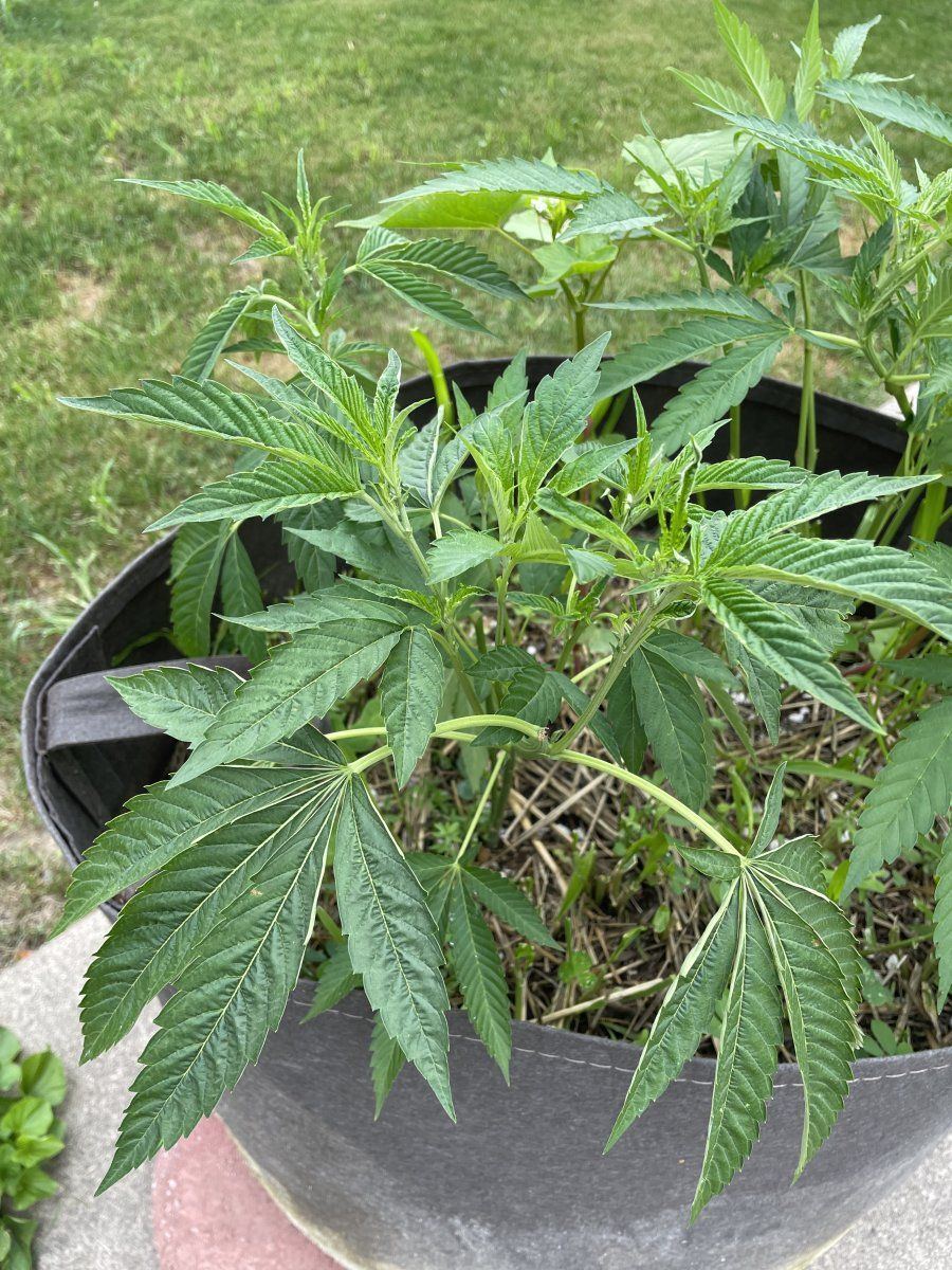 New growth issues on multiple plants 4