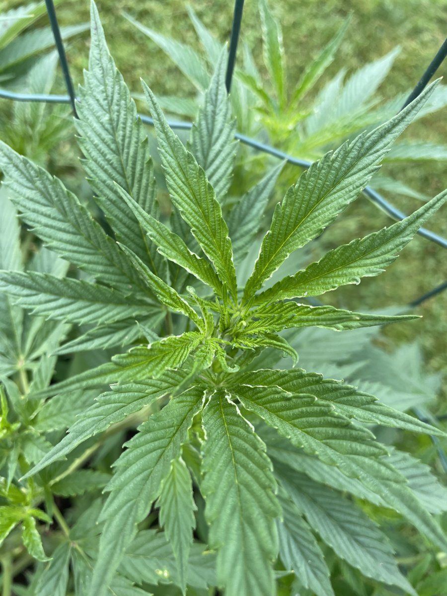 New growth issues on multiple plants