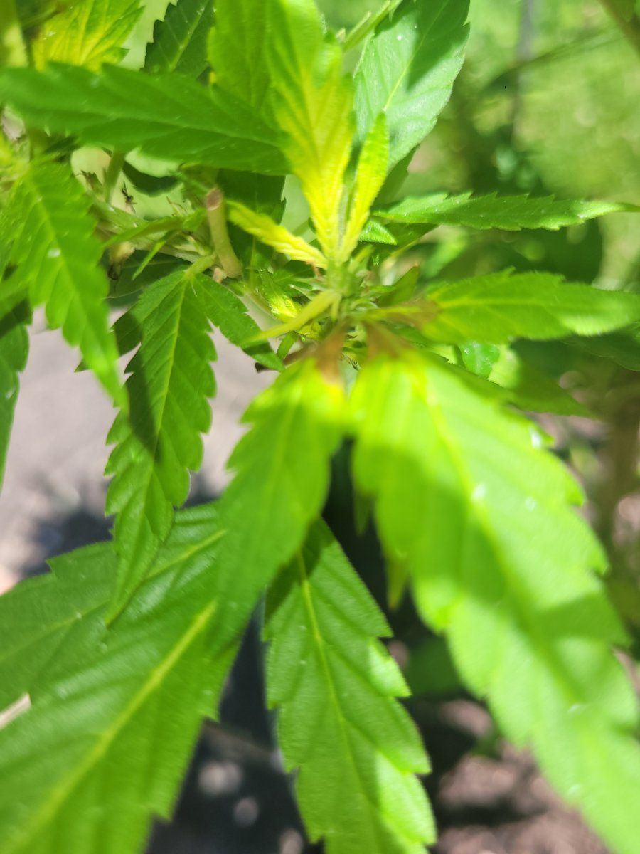 New growth leaves grow in yellow please help 2
